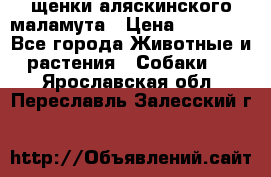 щенки аляскинского маламута › Цена ­ 20 000 - Все города Животные и растения » Собаки   . Ярославская обл.,Переславль-Залесский г.